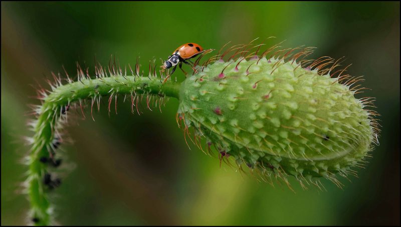 ladybug-on-poppy-eastwoodvision-production